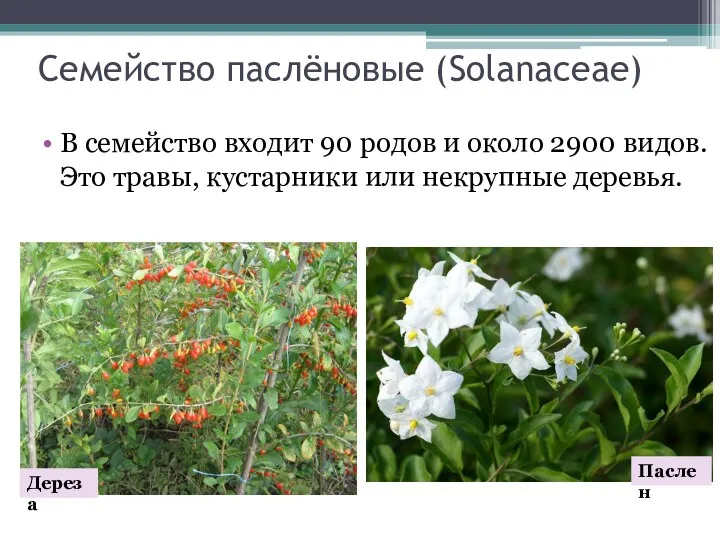 Семейство паслёновые (Solanaceae) В семейство входит 90 родов и около