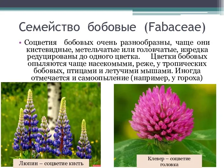 Семейство бобовые (Fabaceae) Соцветия бобовых очень разнообразны, чаще они кистевидные,