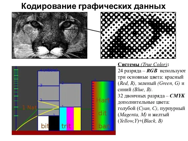 Кодирование графических данных Системы (True Color): 24 разряда – RGB