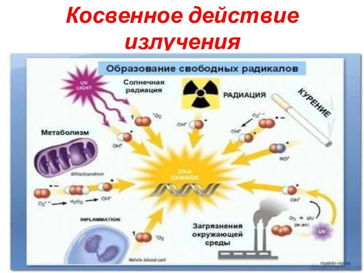 Косвенное действие излучения