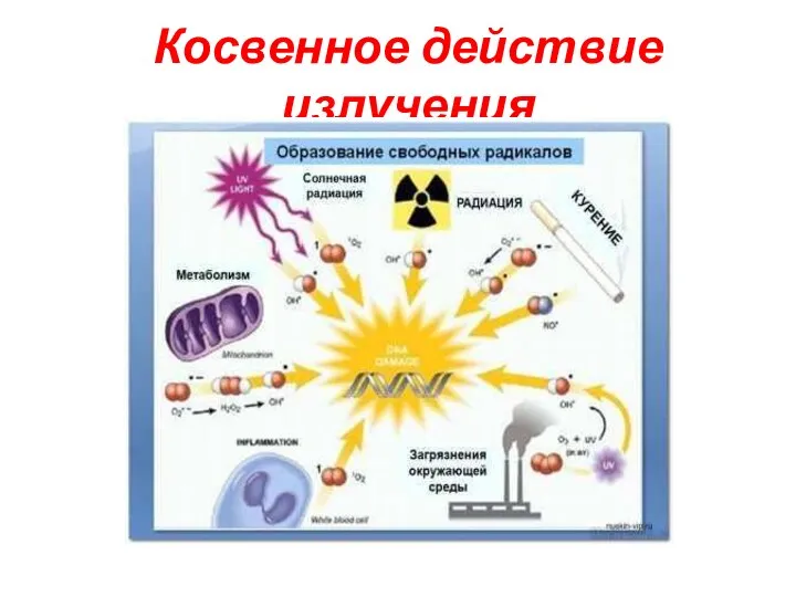 Косвенное действие излучения