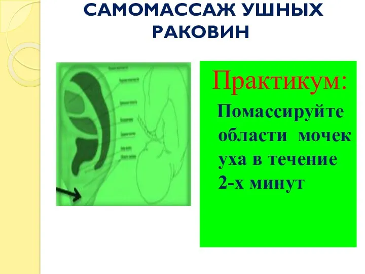 САМОМАССАЖ УШНЫХ РАКОВИН Практикум: Помассируйте области мочек уха в течение 2-х минут