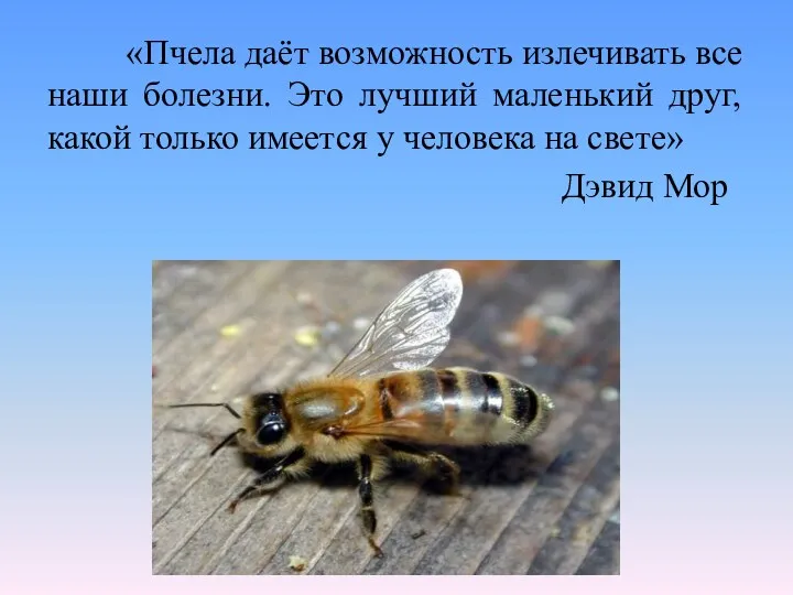 «Пчела даёт возможность излечивать все наши болезни. Это лучший маленький