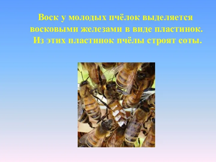 Воск у молодых пчёлок выделяется восковыми железами в виде пластинок. Из этих пластинок пчёлы строят соты.