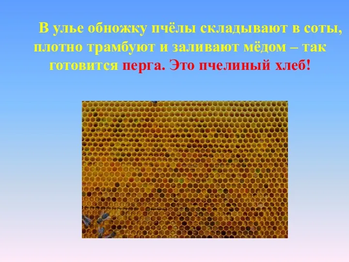 В улье обножку пчёлы складывают в соты, плотно трамбуют и