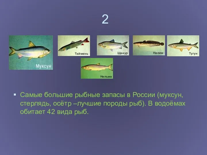 2 Самые большие рыбные запасы в России (муксун, стерлядь, осётр