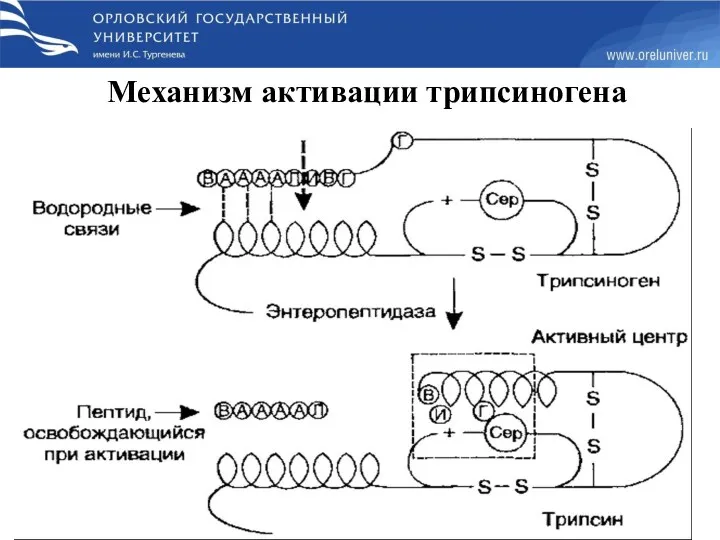 Механизм активации трипсиногена