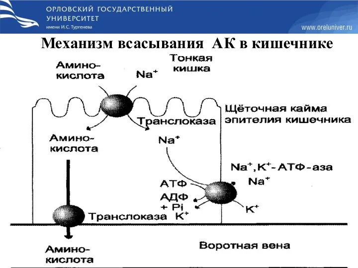 Механизм всасывания АК в кишечнике