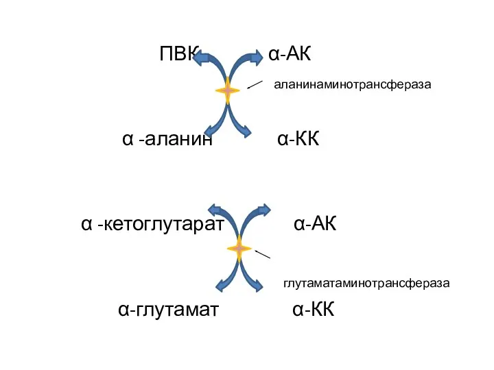 ПВК α-АК аланинаминотрансфераза α -аланин α-КК α -кетоглутарат α-АК глутаматаминотрансфераза α-глутамат α-КК