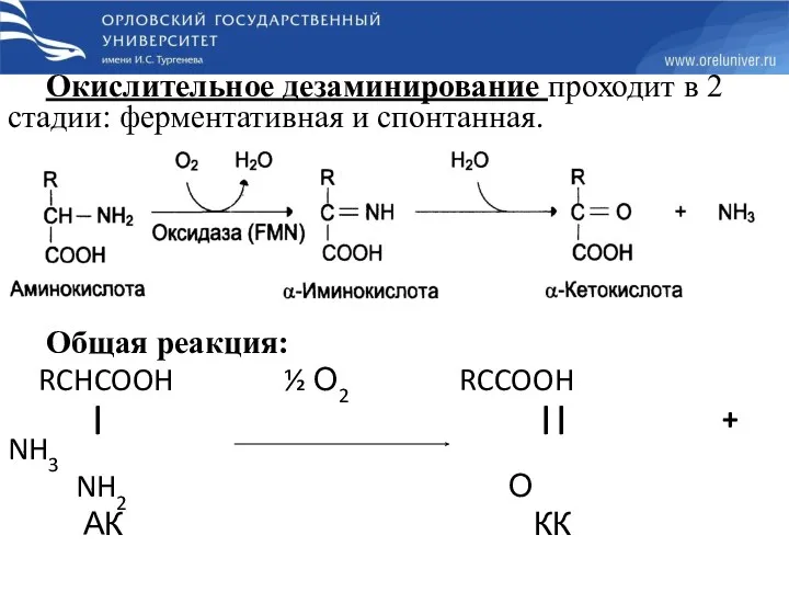 Окислительное дезаминирование проходит в 2 стадии: ферментативная и спонтанная. Общая