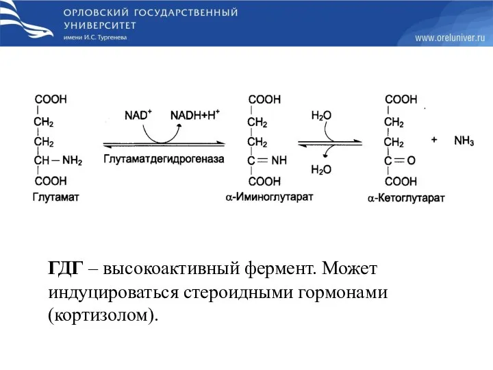 ГДГ – высокоактивный фермент. Может индуцироваться стероидными гормонами (кортизолом).