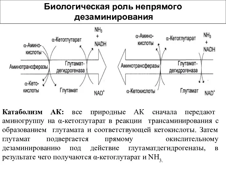 Катаболизм АК: все природные АК сначала передают аминогруппу на α-кетоглутарат