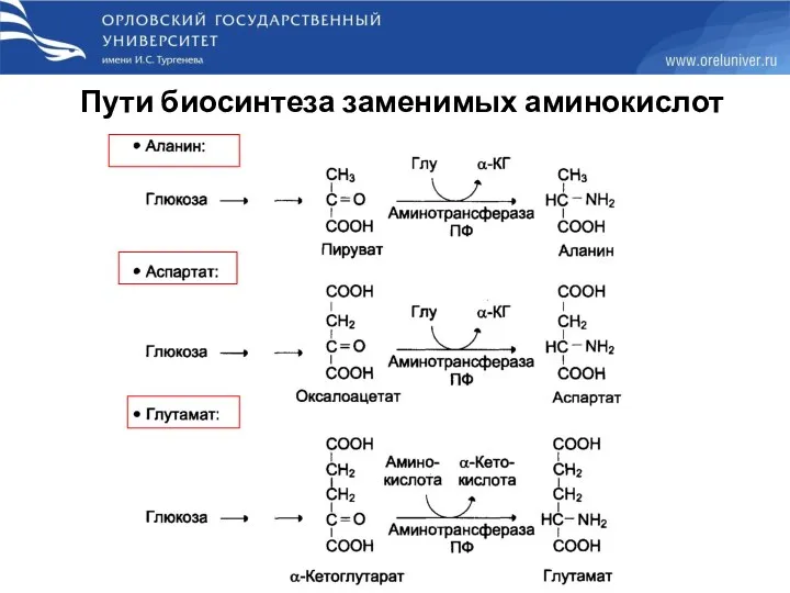 Пути биосинтеза заменимых аминокислот