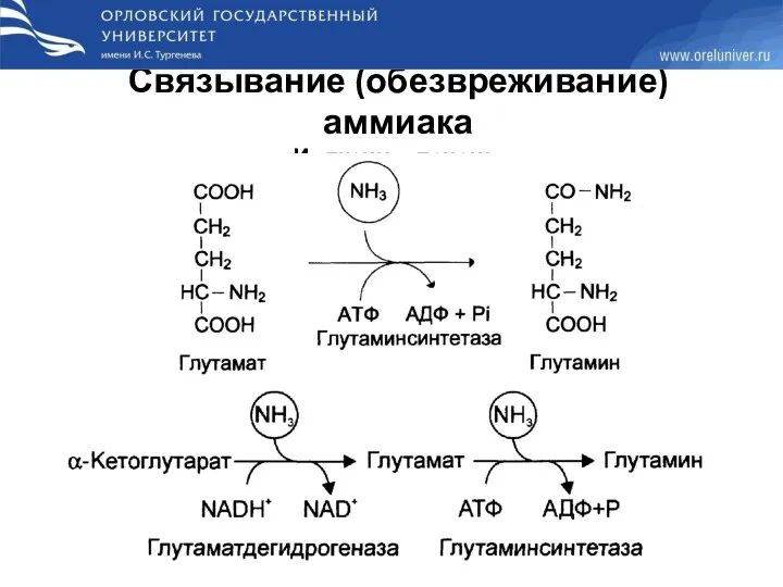 Связывание (обезвреживание) аммиака Из ткани в печень: