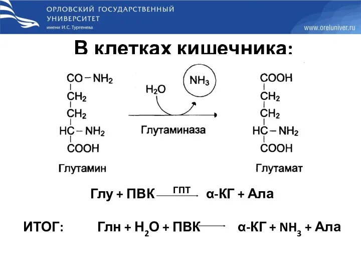 В клетках кишечника: Глу + ПВК ГПТ α-КГ + Ала