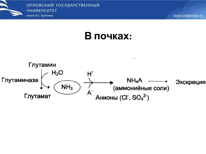 В почках: