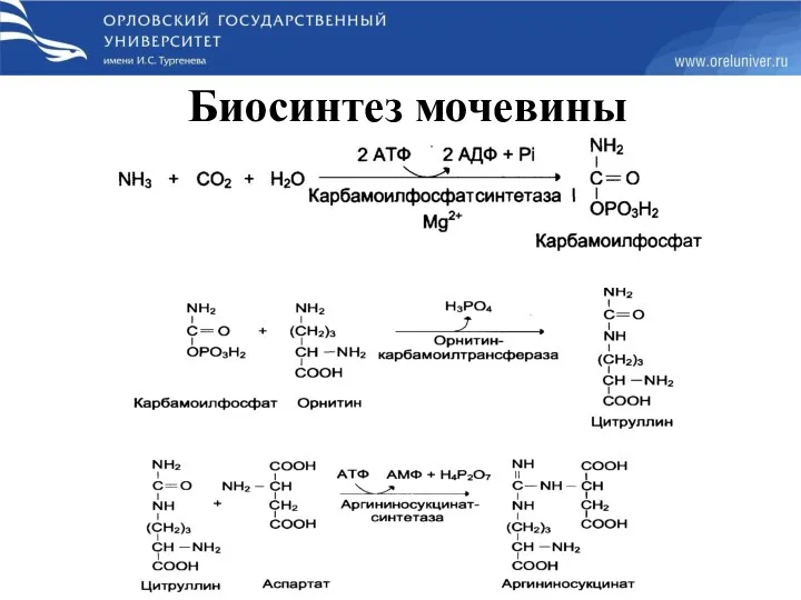 Биосинтез мочевины