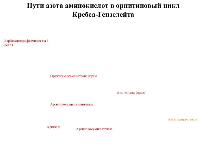 Пути азота аминокислот в орнитиновый цикл Кребса-Гензелейта Карбамоилфосфатсинтетаза I (мит.) Орнитинкарбамоилтрансфераза Аргининосукцинатсинтетаза Аргининосукцинатлиаза Аргиназа малатгедиррогеназа Аминотрансфераза