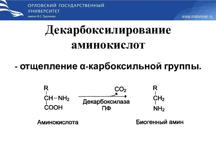 Декарбоксилирование аминокислот - отщепление α-карбоксильной группы.