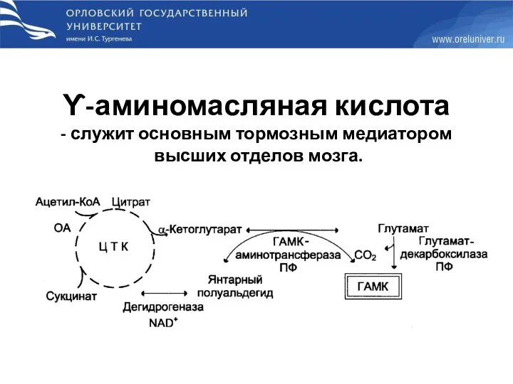 ϒ-аминомасляная кислота - служит основным тормозным медиатором высших отделов мозга.