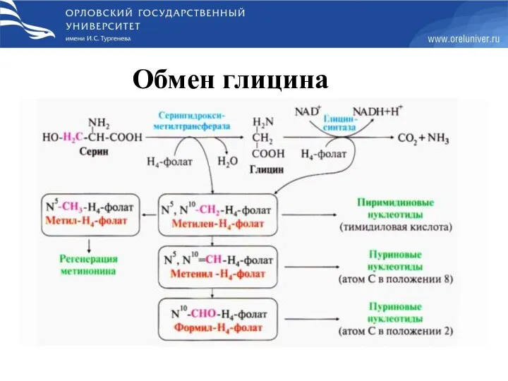 Обмен глицина