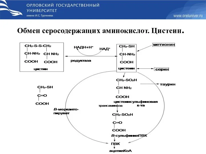 Обмен серосодержащих аминокислот. Цистеин.