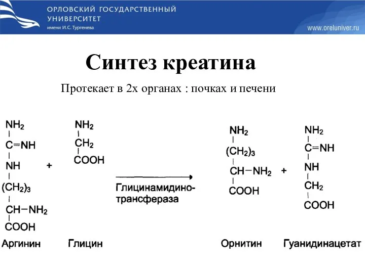 Синтез креатина Протекает в 2х органах : почках и печени