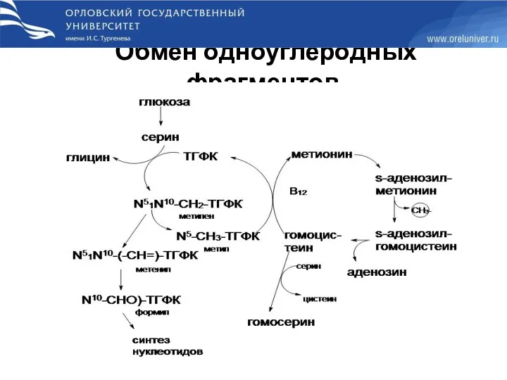 Обмен одноуглеродных фрагментов.