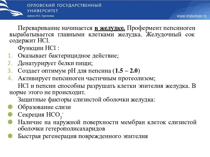 Переваривание начинается в желудке. Профермент пепсиноген вырабатывается главными клетками желудка.