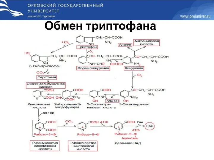 Обмен триптофана