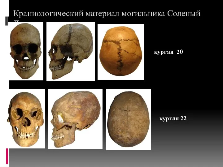 Краниологический материал могильника Соленый Дол курган 20 курган 22