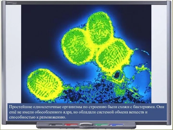 Простейшие одноклеточные организмы по строению были схожи с бактериями. Они ещё не имели