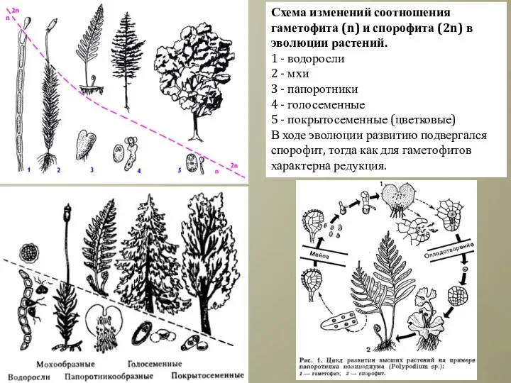 Схема изменений соотношения гаметофита (n) и спорофита (2n) в эволюции растений. 1 -