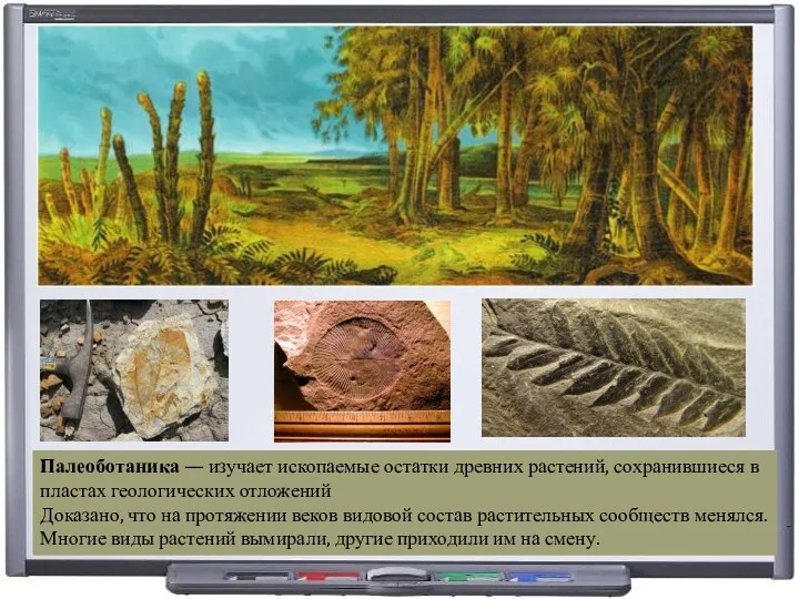 Палеоботаника — изучает ископаемые остатки древних растений, сохранившиеся в пластах геологических отложений Доказано,