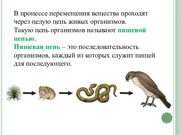 В процессе перемещения вещества проходят через целую цепь живых организмов. Такую цепь организмов