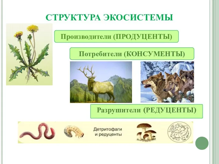 СТРУКТУРА ЭКОСИСТЕМЫ Разрушители (РЕДУЦЕНТЫ) Производители (ПРОДУЦЕНТЫ) Потребители (КОНСУМЕНТЫ)