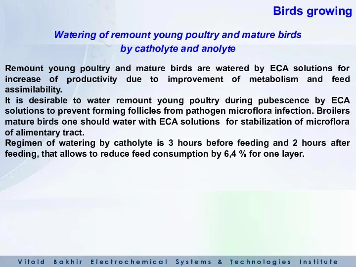 Remount young poultry and mature birds are watered by ECA solutions for increase