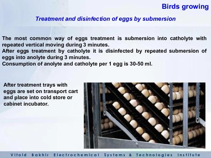 The most common way of eggs treatment is submersion into catholyte with repeated