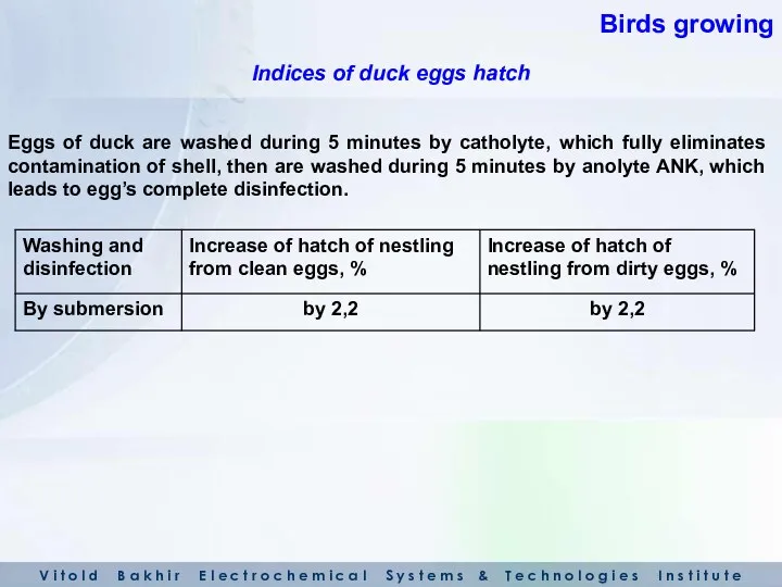 Eggs of duck are washed during 5 minutes by catholyte, which fully eliminates