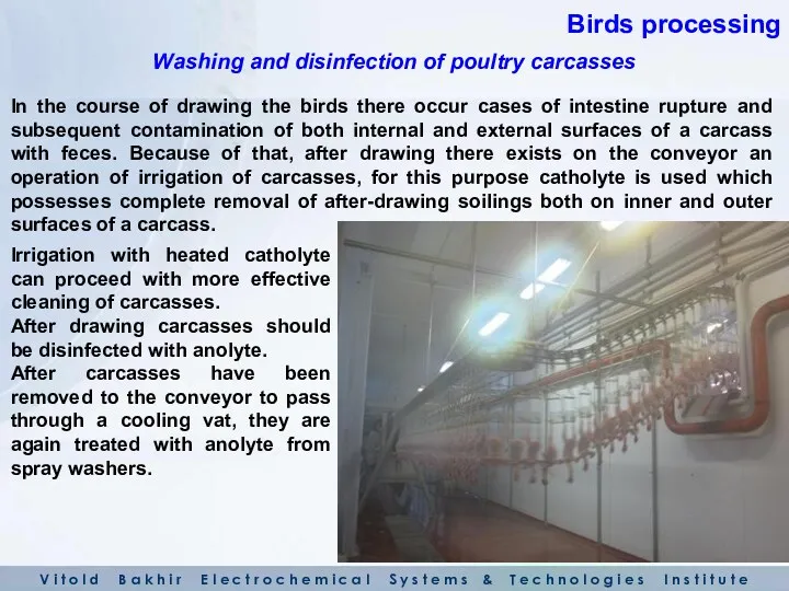 In the course of drawing the birds there occur cases of intestine rupture