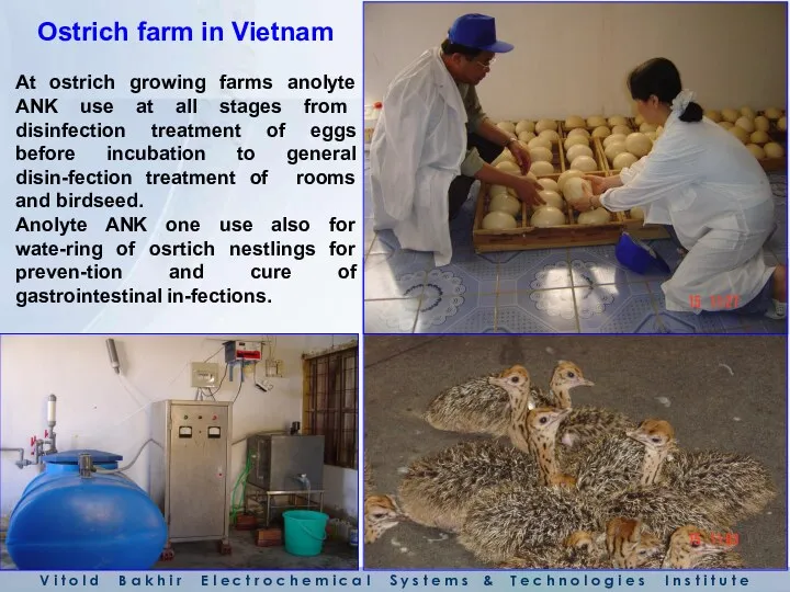 Ostrich farm in Vietnam At ostrich growing farms anolyte ANK use at all