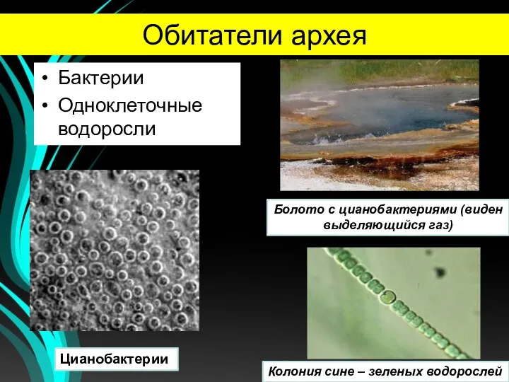 Обитатели архея Бактерии Одноклеточные водоросли Болото с цианобактериями (виден выделяющийся