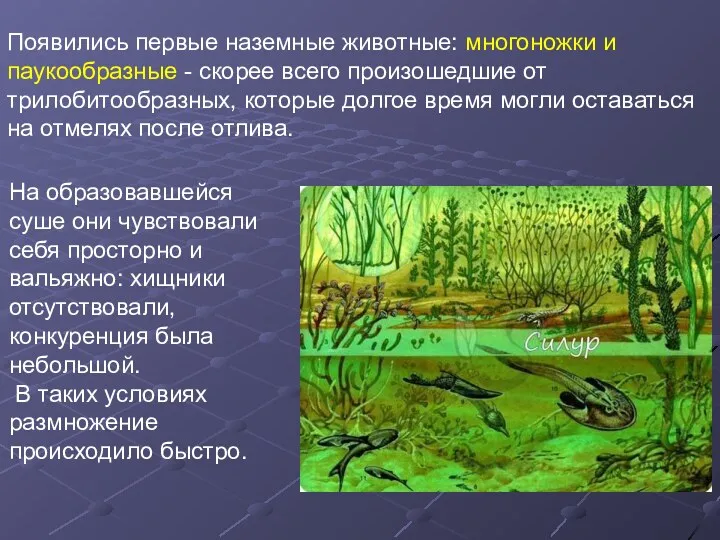 На образовавшейся суше они чувствовали себя просторно и вальяжно: хищники