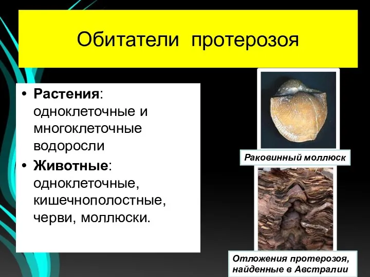 Обитатели протерозоя Растения: одноклеточные и многоклеточные водоросли Животные: одноклеточные, кишечнополостные, черви, моллюски. Раковинный