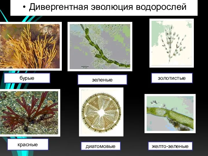 Дивергентная эволюция водорослей бурые зеленые золотистые красные диатомовые желто-зеленые