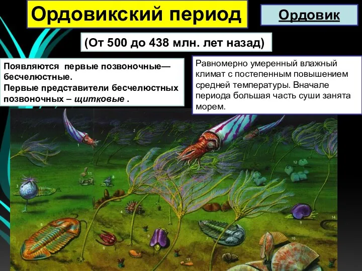 (От 500 до 438 млн. лет назад) Появляются первые позвоночные— бесчелюстные. Первые представители