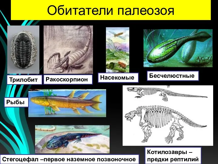 Обитатели палеозоя Трилобит Ракоскорпион Бесчелюстные Рыбы Стегоцефал –первое наземное позвоночное Котилозавры – предки рептилий Насекомые