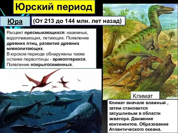 (От 213 до 144 млн. лет назад) Расцвет пресмыкающихся: наземных, водоплавающих, летающих. Появление