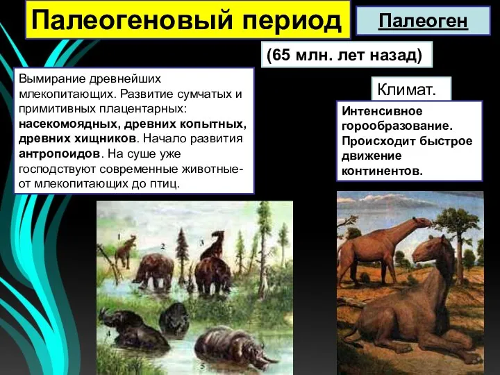 (65 млн. лет назад) Вымирание древнейших млекопитающих. Развитие сумчатых и примитивных плацентарных: насекомоядных,
