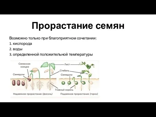 Прорастание семян Возможно только при благоприятном сочетании: 1. кислорода 2. воды 3. определенной положительной температуры